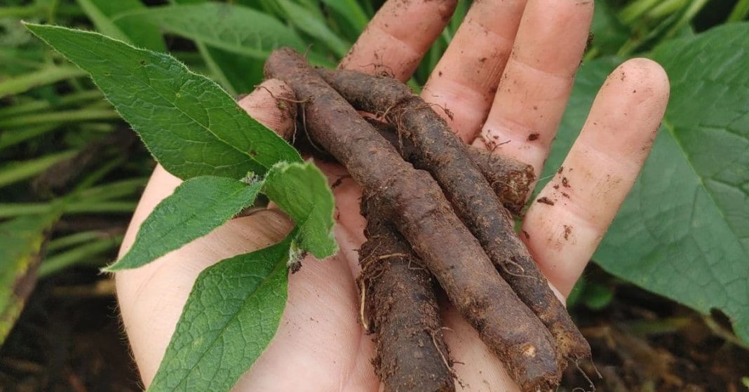 Comfrey Root