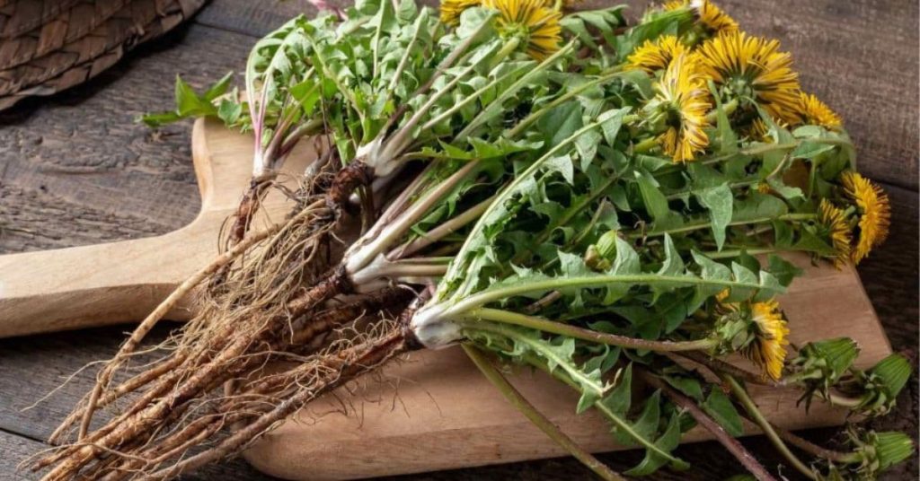 Dandelion Root and Leaves