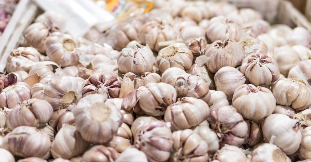 Garlic