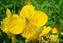 Christ’s Blood (Kristes Siskhla) is more effective in healing than expensive pharmaceutical products!