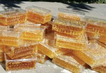 Nature’s Sweet Cure: Discover the Medicinal Secrets of Honey