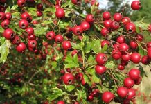 Nature’s Guardian for the Heart: The Medicinal Secrets of Hawthorn