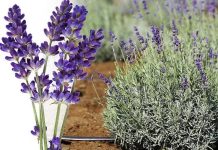 Lavender – The Scent That Calms the Soul