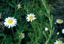 Chamomile – The Golden Flower of Folk Medicine