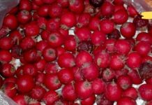 I struggled with a racing heart for a long time. Eventually, I managed to cope with it using folk medicine remedies! If you’re experiencing the same problem, I recommend giving this a try!