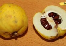 The Healing Properties of Quince: I’m Amazed at How Much This Fruit Can Do